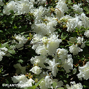 AZALEA HELEN CURTIS