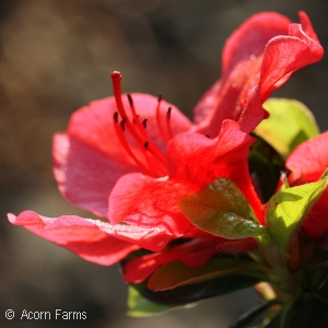 AZALEA GIRARD HOT SHOT