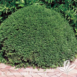 BUXUS MIC KOREANA