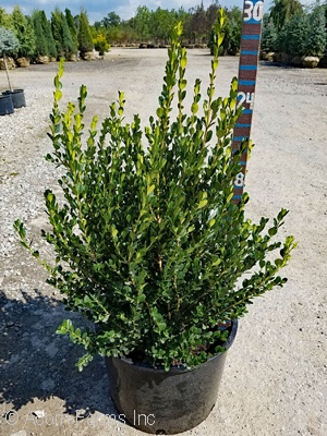 BUXUS MIC WINTER GEM