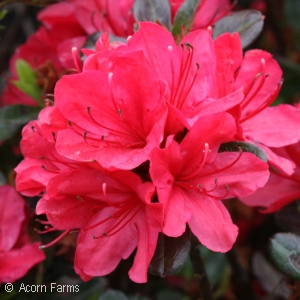 AZALEA KURUME HINO CRIMSON