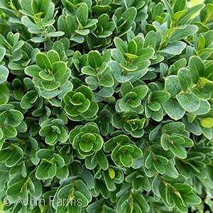 BUXUS SEM BLAUER HEINZ