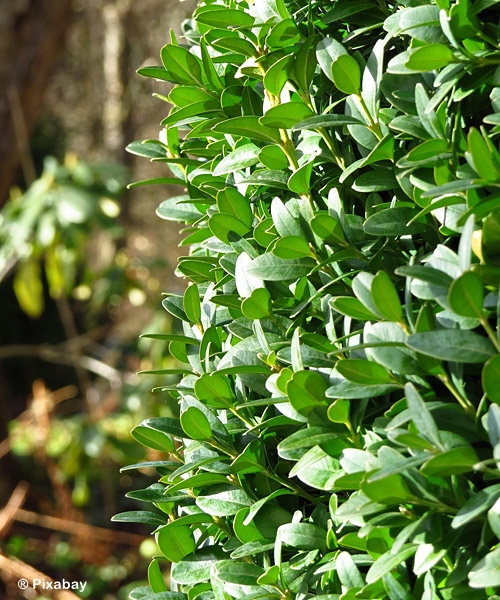 BUXUS SEM GREEN PILLAR