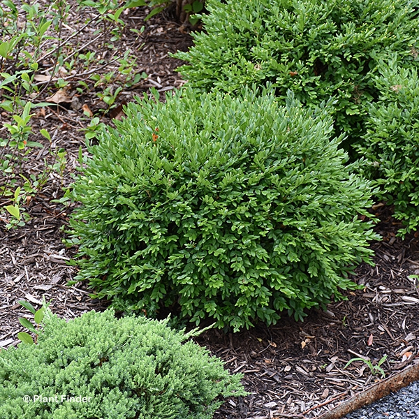 BUXUS LIBERTY BELLE