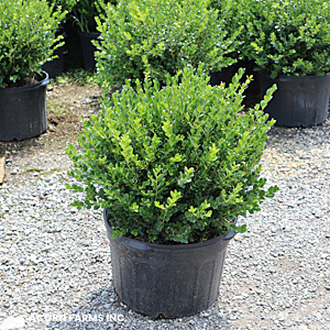 BUXUS MIC FAULKNER