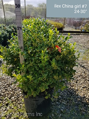 ILEX MES CHINA GIRL