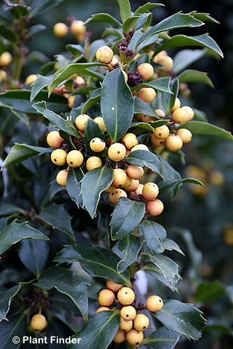 ILEX MES GOLDEN GIRL