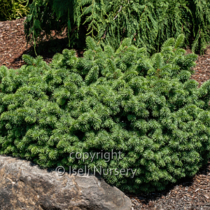 PICEA ABIES LANHAMS BEEHIVE