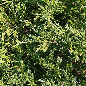 Evergreen Shrub