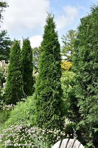 THUJA OCC AMERICAN PILLAR
