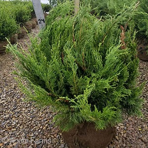 JUNIPERUS CHI SEA GREEN