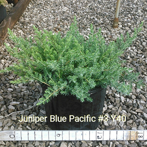 JUNIPERUS CON BLUE PACIFIC