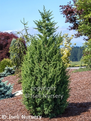 JUNIPERUS CHI STAR POWER