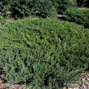 JUNIPERUS SAB BROADMOOR