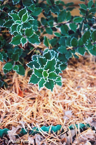 ILEX MES BLUE BOY