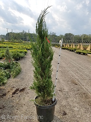 JUNIPERUS CHI SPARTAN