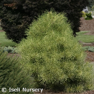 PINUS DEN GOLDEN GHOST