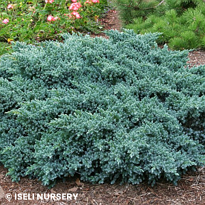 JUNIPERUS SQU BLUE STAR