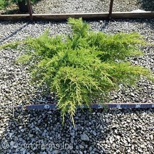 JUNIPERUS CHI GOLD STAR