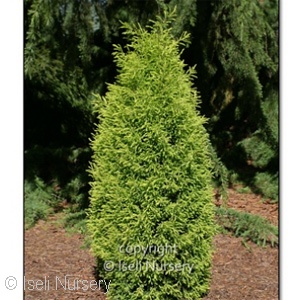 JUNIPERUS COM GOLD CONE