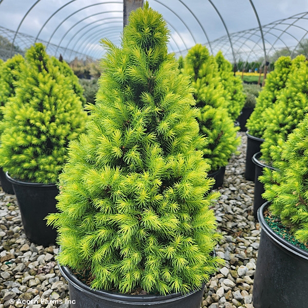 PICEA GLAUCA RAINBOWS END