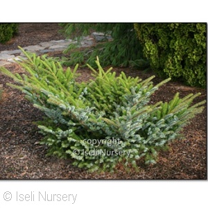 PICEA BICOLOR PROSTRATA