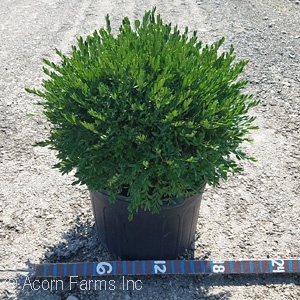 BUXUS GREEN GEM