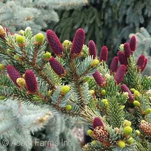 PICEA BI HOWELLS DWF TIGERTAIL