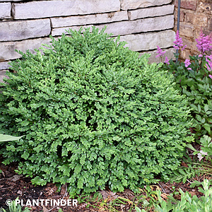 BUXUS CHICAGOLAND GREEN