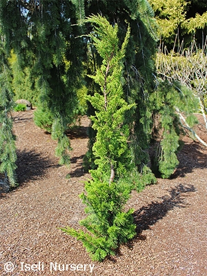 JUNIPERUS CHI TORULOSA