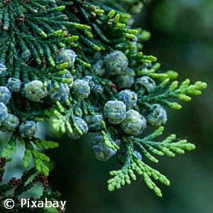 CUPRESSOCYPARIS LEYLANDII