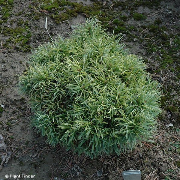 PICEA ABIES DANDYLION