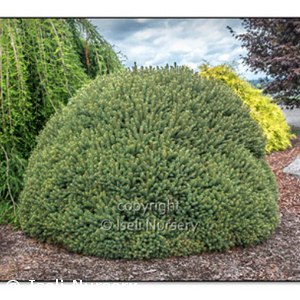 PICEA ABIES FAT CAT