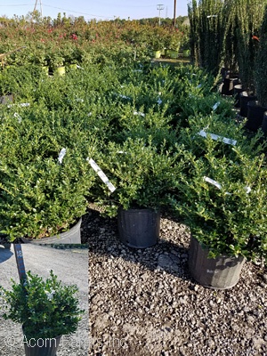 ILEX CRE GREEN LUSTER