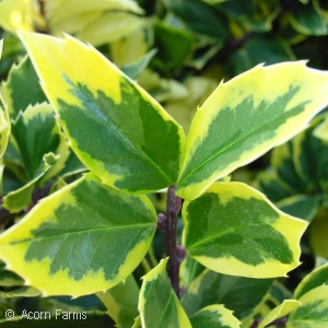 ILEX MES HONEY MAID