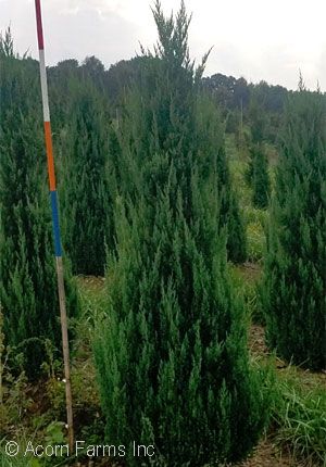 JUNIPERUS CHI BLUE POINT