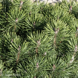 PINUS MUGO ENCI