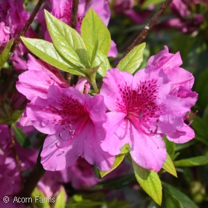 AZALEA ROYALTY