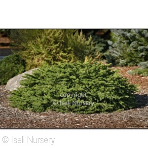 PICEA ABIES ELEGANS