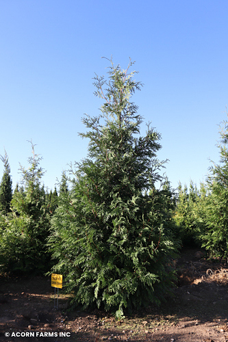 THUJA PLI GREEN GIANT