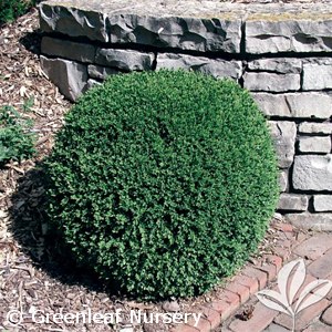 BUXUS MIC KOR WINTERGREEN