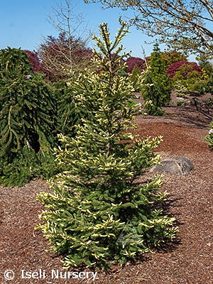 PICEA GLAUCA MACS GOLD