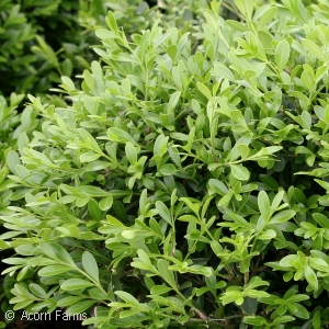 BUXUS MIC FRANKLINS GEM