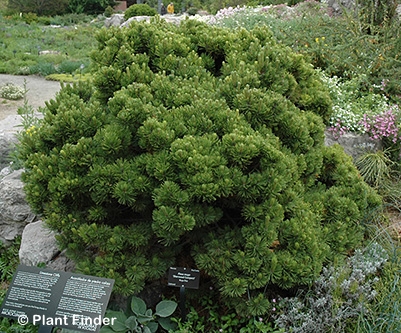 PINUS MUGO SHERWOOD COMPACT