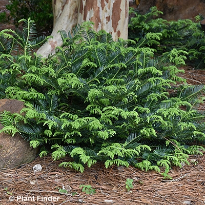 CEPHALOTAXUS HAR PROSTRATA