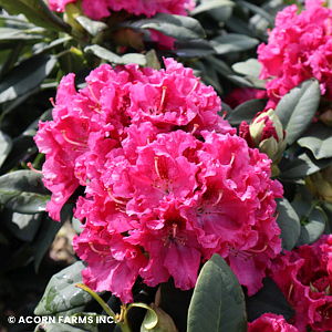 RHODODENDRON BESSIE HOWELLS