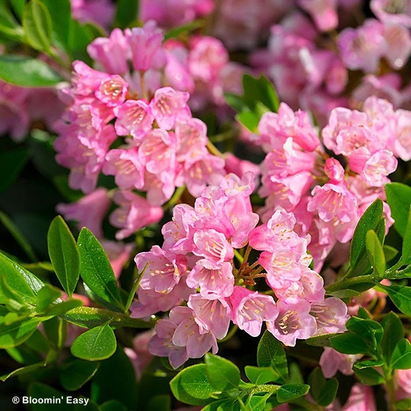 RHODODENDRON BLOOMBUX MAGENTA