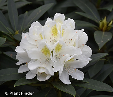 RHODODENDRON CAT CHIONOIDES