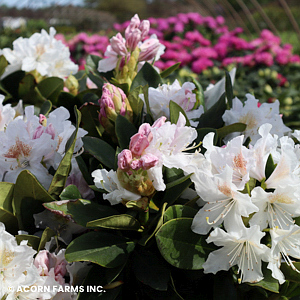 RHODODENDRON CAT CUNNINGHAM WH