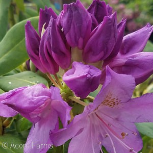 RHODODENDRON CAT PUR ELEGANS